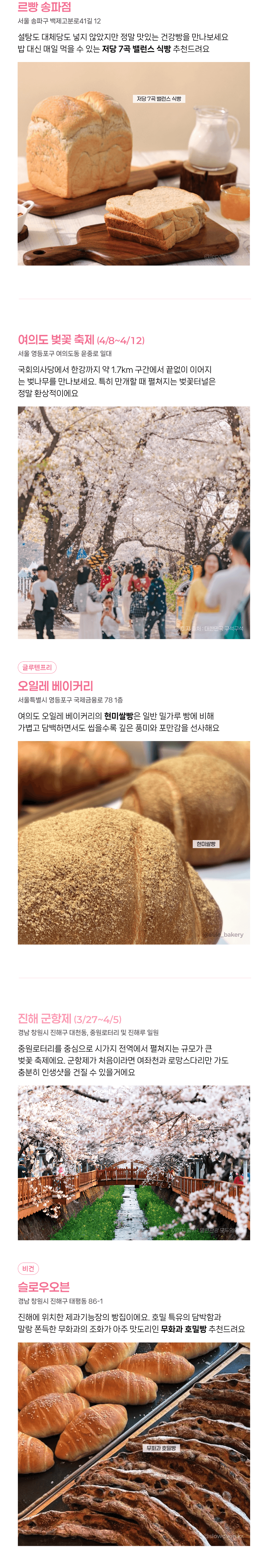 2026 벚꽃축제 일정 및 건강 빵집 소개